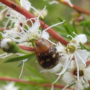 Paropsis pictipennis at Stromlo, ACT - 16 Jan 2022