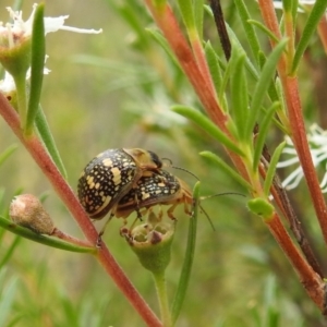 Paropsis pictipennis at Stromlo, ACT - 16 Jan 2022 11:26 AM