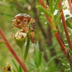 Paropsis pictipennis at Stromlo, ACT - 16 Jan 2022