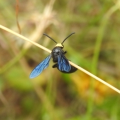 Scolia (Discolia) verticalis (Yellow-headed hairy flower wasp) at Stromlo, ACT - 16 Jan 2022 by HelenCross