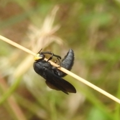 Scolia (Discolia) verticalis at Stromlo, ACT - 16 Jan 2022 11:32 AM