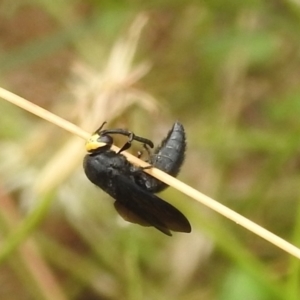 Scolia (Discolia) verticalis at Stromlo, ACT - 16 Jan 2022 11:32 AM