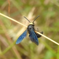 Scolia (Discolia) verticalis at Stromlo, ACT - 16 Jan 2022 11:32 AM