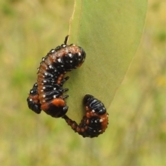 Paropsis variolosa at Bullen Range - 16 Jan 2022