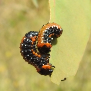 Paropsis variolosa at Bullen Range - 16 Jan 2022