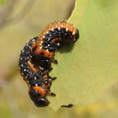 Paropsis variolosa at Bullen Range - 16 Jan 2022