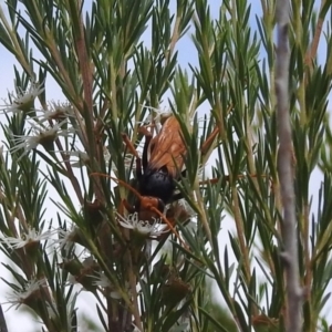 Cryptocheilus sp. (genus) at Stromlo, ACT - 16 Jan 2022