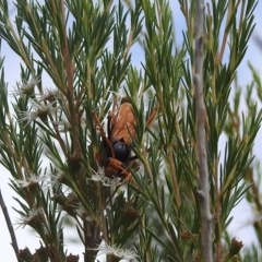 Cryptocheilus sp. (genus) at Stromlo, ACT - 16 Jan 2022