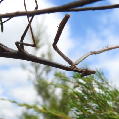 Archimantis sp. (genus) (Large Brown Mantis) at Stromlo, ACT - 16 Jan 2022 by HelenCross