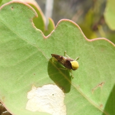 Brunotartessus fulvus (Yellow-headed Leafhopper) at Stromlo, ACT - 16 Jan 2022 by HelenCross