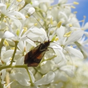 Nemophora (genus) at Stromlo, ACT - 16 Jan 2022