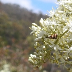 Nemophora (genus) at Stromlo, ACT - 16 Jan 2022