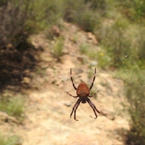 Araneinae (subfamily) at Stromlo, ACT - 16 Jan 2022