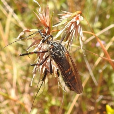 Chrysopogon muelleri (Robber fly) at Bullen Range - 16 Jan 2022 by HelenCross