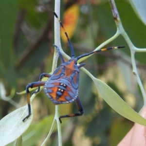 Amorbus sp. (genus) at Stromlo, ACT - 16 Jan 2022 12:15 PM