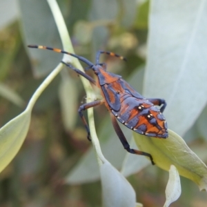 Amorbus sp. (genus) at Stromlo, ACT - 16 Jan 2022 12:15 PM