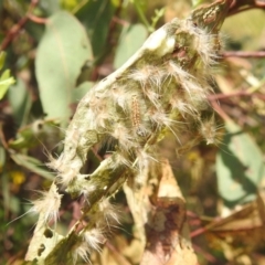 Uraba lugens (Gumleaf Skeletonizer) at Bullen Range - 16 Jan 2022 by HelenCross