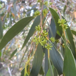 Eucalyptus pauciflora subsp. pauciflora at Stromlo, ACT - 16 Jan 2022