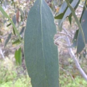 Eucalyptus pauciflora subsp. pauciflora at Stromlo, ACT - 16 Jan 2022