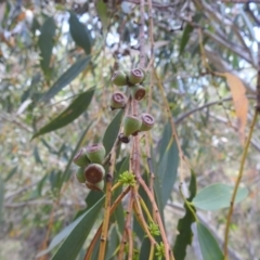 Eucalyptus pauciflora subsp. pauciflora at Stromlo, ACT - 16 Jan 2022