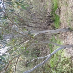 Eucalyptus pauciflora subsp. pauciflora at Stromlo, ACT - 16 Jan 2022