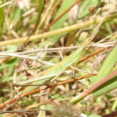 Acrida conica (Giant green slantface) at Stromlo, ACT - 16 Jan 2022 by HelenCross