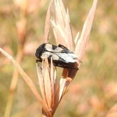 Macrosiagon sp. (genus) (Ripiphorid beetle) at Bullen Range - 16 Jan 2022 by HelenCross