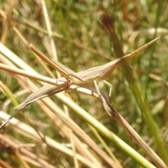 Acrida conica (Giant green slantface) at Stromlo, ACT - 16 Jan 2022 by HelenCross