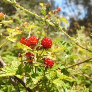 Rubus parvifolius at Stromlo, ACT - 16 Jan 2022 12:53 PM