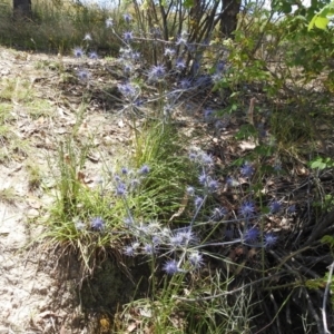 Eryngium ovinum at Stromlo, ACT - 16 Jan 2022