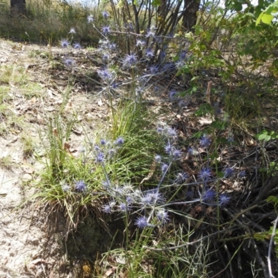 Eryngium ovinum (Blue Devil) at Stromlo, ACT - 16 Jan 2022 by HelenCross