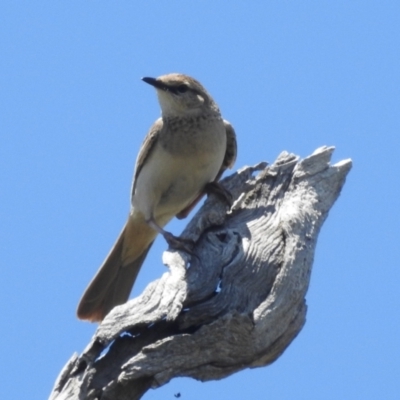 Cincloramphus mathewsi (Rufous Songlark) at Stromlo, ACT - 16 Jan 2022 by HelenCross