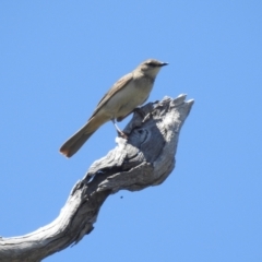 Cincloramphus mathewsi at Stromlo, ACT - 16 Jan 2022