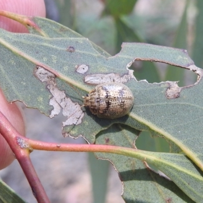 Paropsisterna laesa species complex (Laesa leaf beetle) at Stromlo, ACT - 16 Jan 2022 by HelenCross