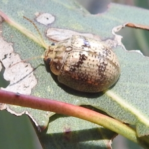 Paropsisterna laesa at Stromlo, ACT - 16 Jan 2022