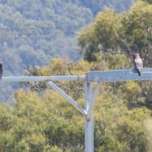 Eurystomus orientalis at Kambah, ACT - 16 Jan 2022