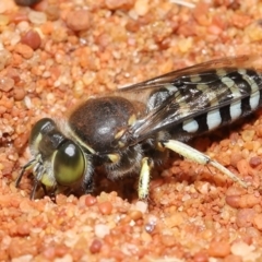 Bembix sp. (genus) (Unidentified Bembix sand wasp) at ANBG - 14 Jan 2022 by TimL