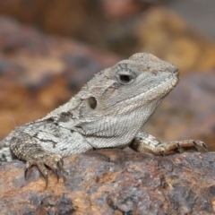 Amphibolurus muricatus (Jacky Lizard) at ANBG - 14 Jan 2022 by TimL