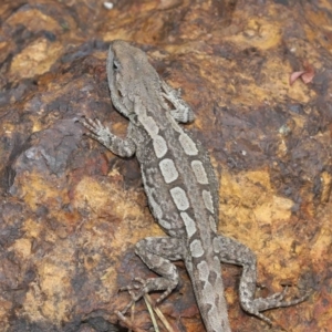 Amphibolurus muricatus at Acton, ACT - 14 Jan 2022