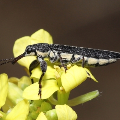 Rhinotia sp. (genus) (Unidentified Rhinotia weevil) at ANBG - 14 Jan 2022 by TimL