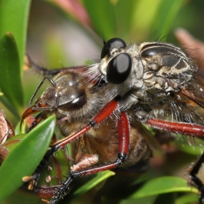 Zosteria sp. (genus) (Common brown robber fly) at Acton, ACT - 14 Jan 2022 by TimL