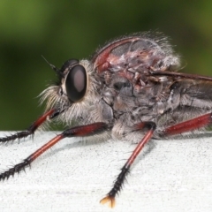 Neoaratus hercules (Herculean Robber Fly) at Acton, ACT - 16 Jan 2022 by TimL