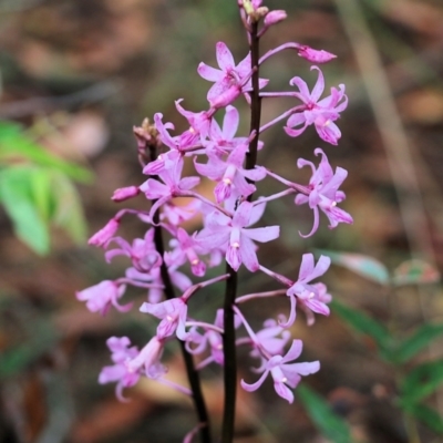 Dipodium roseum (Rosy Hyacinth Orchid) at Pambula Beach, NSW - 3 Jan 2022 by KylieWaldon