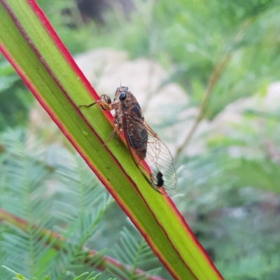 Galanga labeculata (Double-spotted cicada) at Greenway, ACT - 15 Jan 2022 by MatthewFrawley