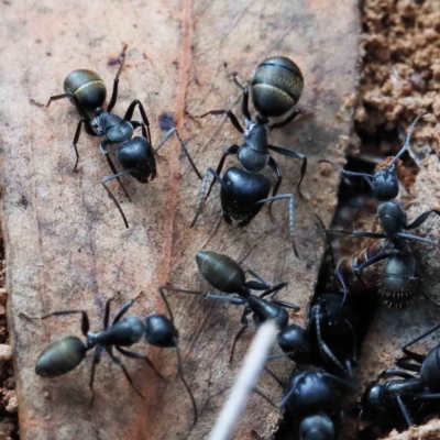Camponotus aeneopilosus (A Golden-tailed sugar ant) at Lake Burley Griffin West - 16 Jan 2022 by ConBoekel
