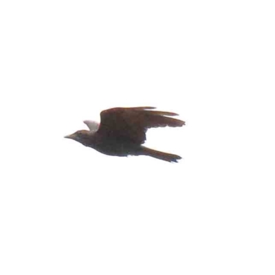 Corvus coronoides (Australian Raven) at Yarralumla, ACT - 15 Jan 2022 by ConBoekel