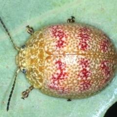 Paropsis obsoleta (Leaf beetle) at Paddys River, ACT - 12 Jan 2022 by jb2602