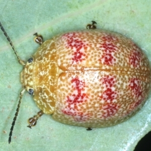 Paropsis obsoleta at Paddys River, ACT - 12 Jan 2022