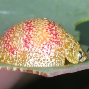 Paropsis obsoleta at Paddys River, ACT - 12 Jan 2022