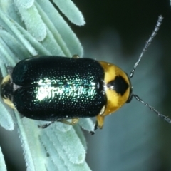 Aporocera (Aporocera) consors (A leaf beetle) at Bullen Range - 11 Jan 2022 by jbromilow50